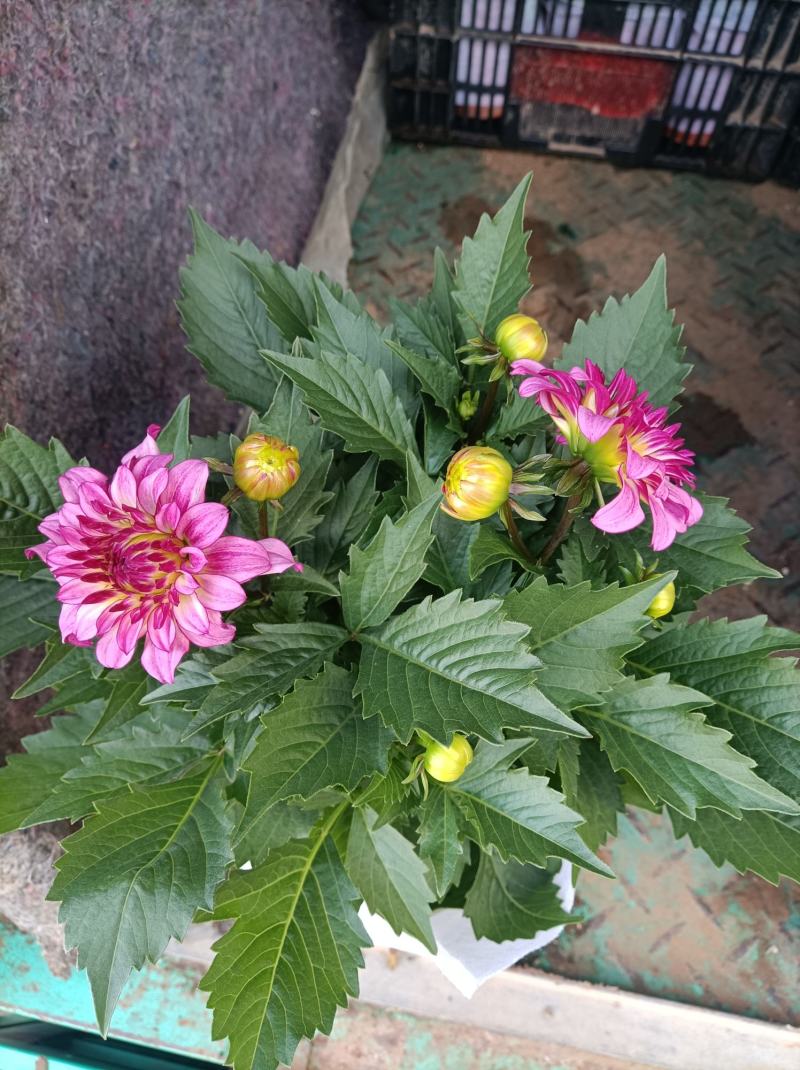 小丽花/基地直发货/品种齐全/颜色鲜艳/品相优/量大