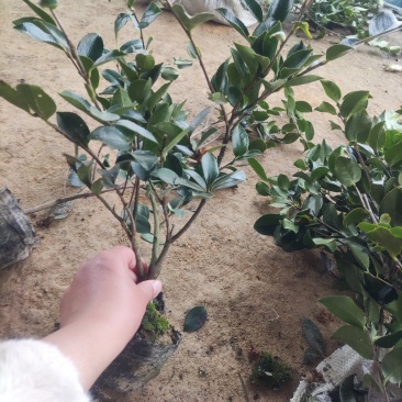 江苏茶梅树苗，茶梅花大杯苗供应茶梅基地，产地营养杯苗
