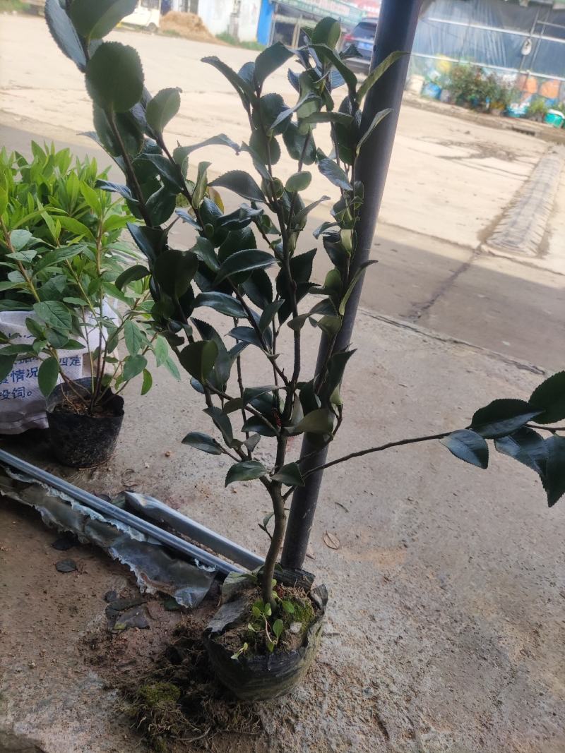 江苏茶梅树苗，茶梅花大杯苗供应茶梅基地，产地营养杯苗