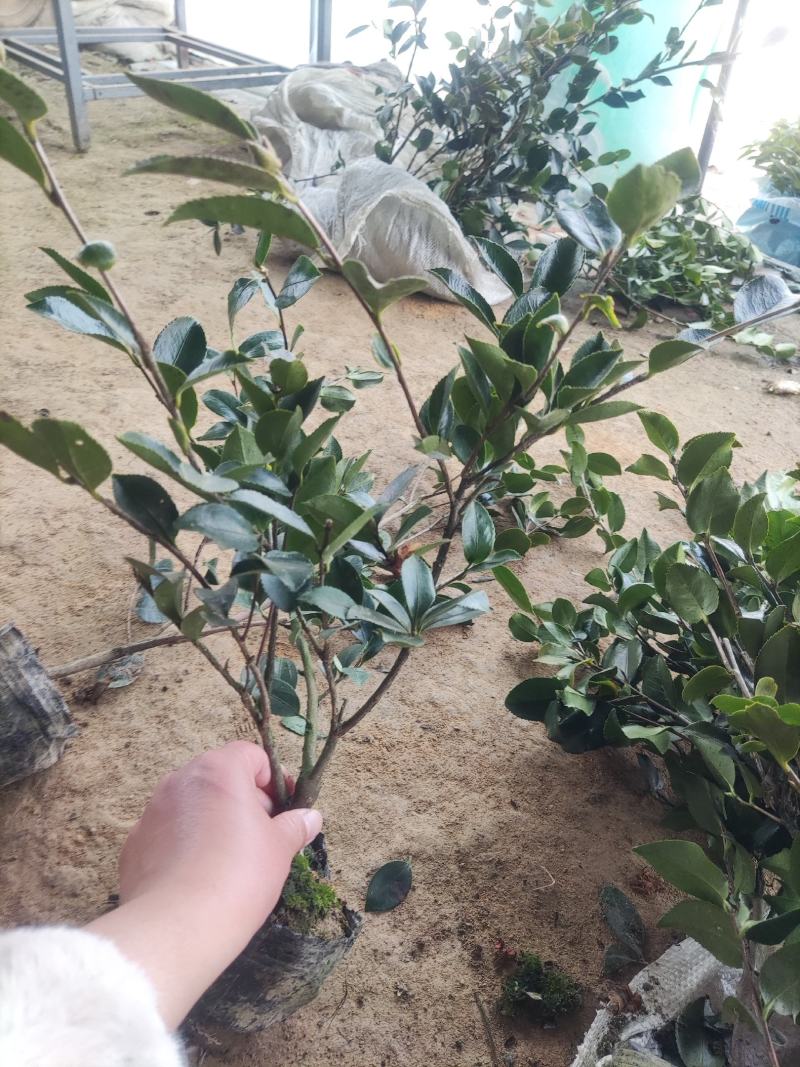 江苏茶梅树苗，茶梅花大杯苗供应茶梅基地，产地营养杯苗