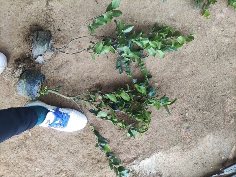 江苏茶梅树苗，茶梅花大杯苗供应茶梅基地，产地营养杯苗