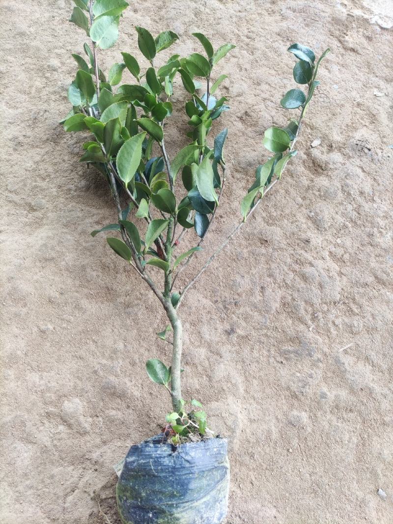 江苏茶梅树苗，茶梅花大杯苗供应茶梅基地，产地营养杯苗
