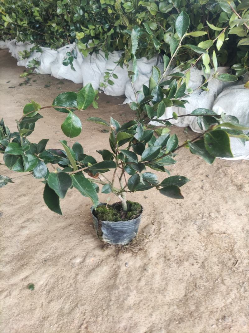 江苏茶梅树苗，茶梅花大杯苗供应茶梅基地，产地营养杯苗