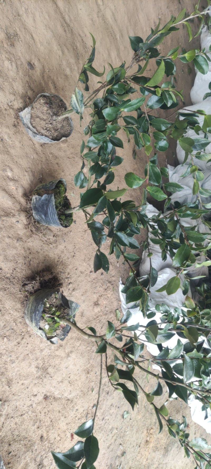 江苏茶梅树苗，茶梅花大杯苗供应茶梅基地，产地营养杯苗