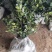 江苏茶梅树苗，茶梅花大杯苗供应茶梅基地，产地营养杯苗