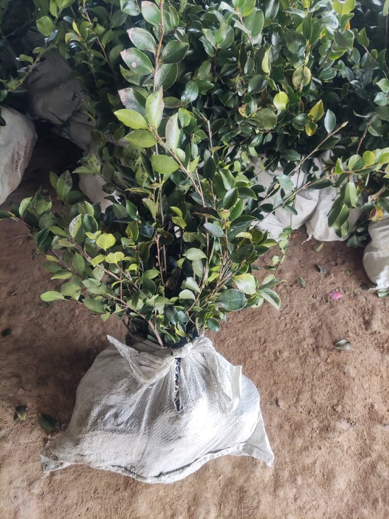江苏茶梅树苗，茶梅花大杯苗供应茶梅基地，产地营养杯苗