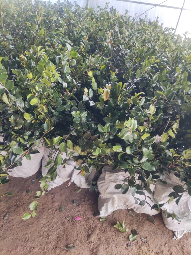 江苏茶梅树苗，茶梅花大杯苗供应茶梅基地，产地营养杯苗