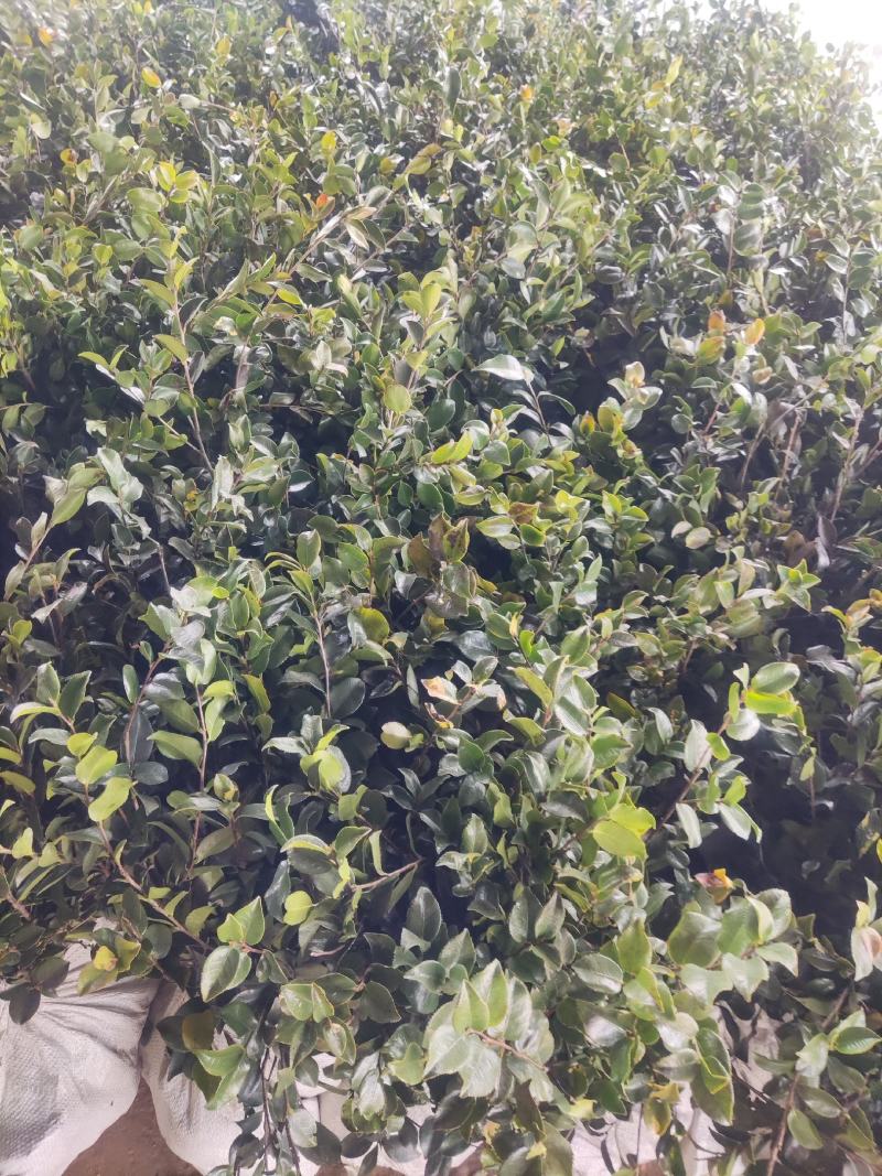 江苏茶梅树苗，茶梅花大杯苗供应茶梅基地，产地营养杯苗