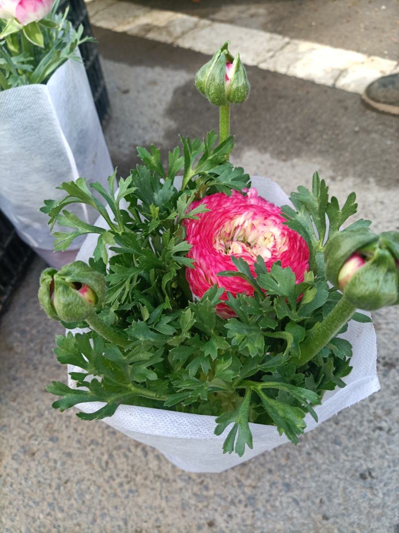 芹叶牡丹基地批发直发品相优颜色齐全量大