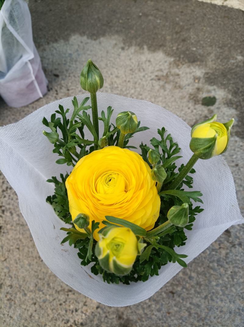芹叶牡丹基地批发直发品相优颜色齐全量大