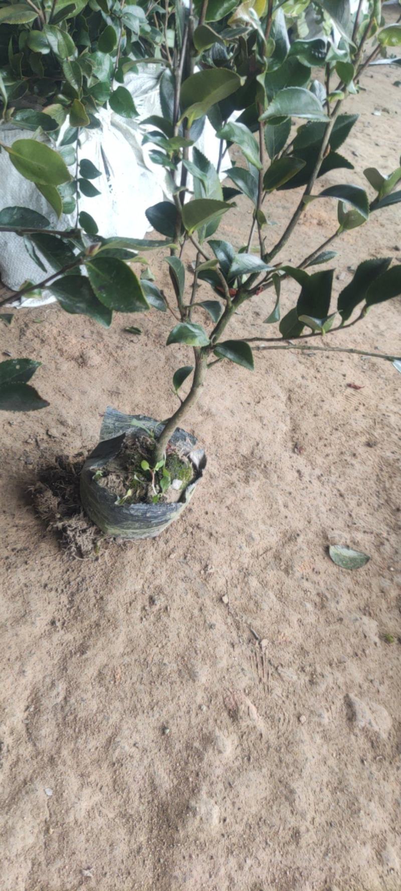 江苏茶梅树苗，茶梅花大杯苗供应茶梅基地，产地营养杯苗