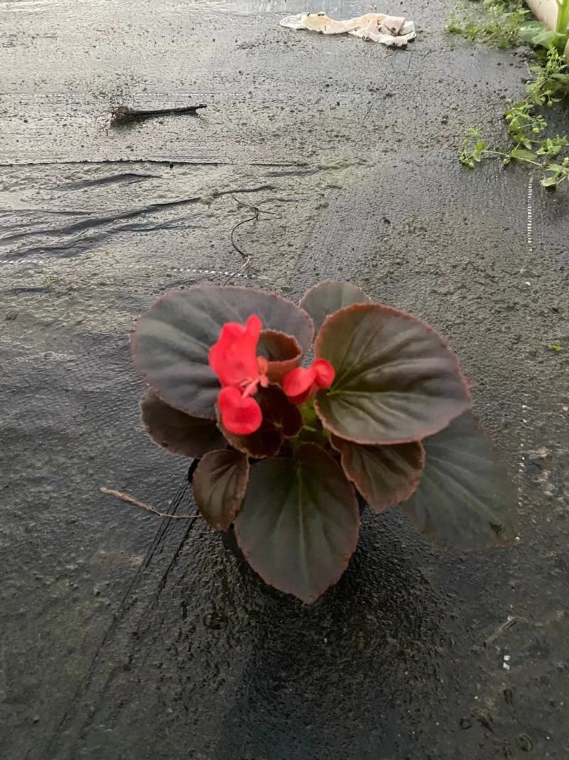 海棠