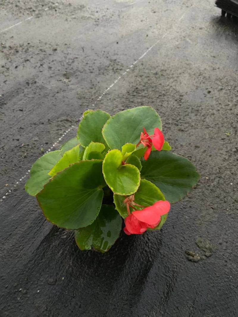海棠