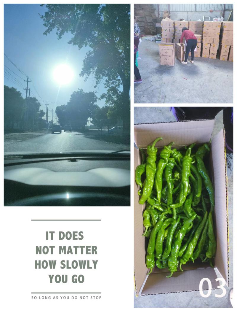 陕西省西安市阎良区螺丝椒线椒辣椒开始上市了需要的来选购了