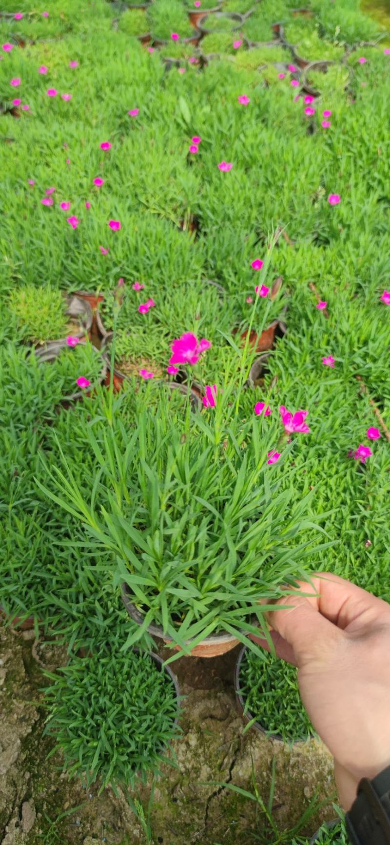 专业供应各种绿化苗木草花，宿根地被植物，水生植物，观赏草