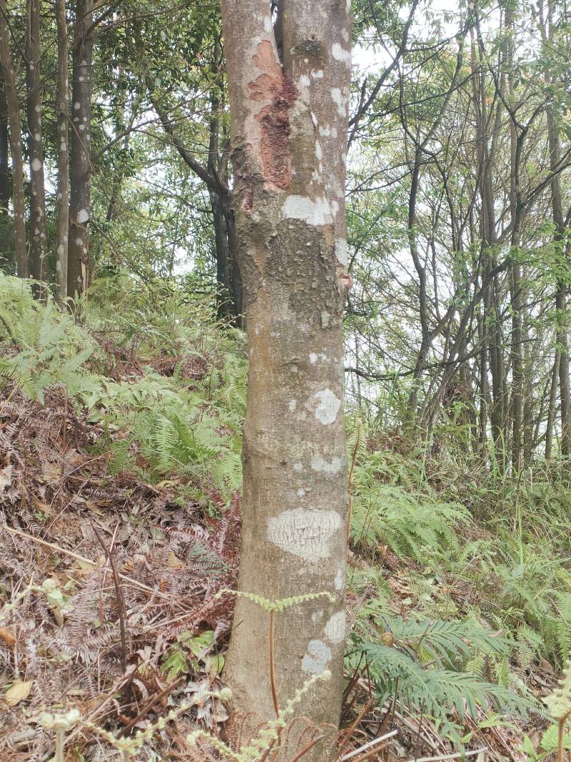 大量供应黄柏
