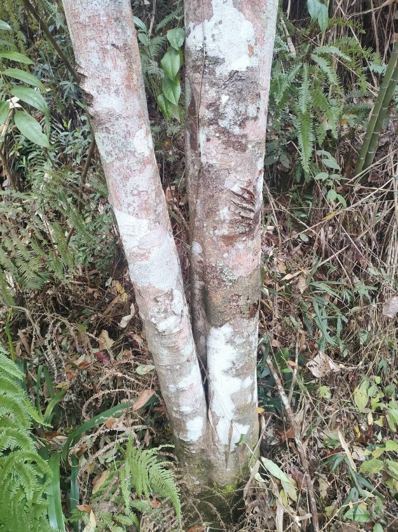 大量供应黄柏