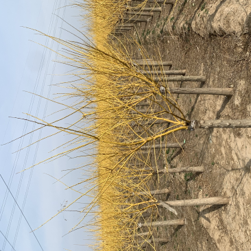 矮杆金枝槐量大出售，价格低，质量硬！7-10公分