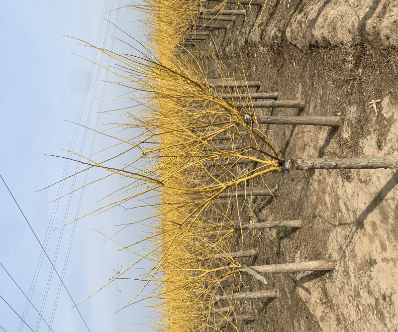 矮杆金枝槐量大出售，价格低，质量硬！7-10公分