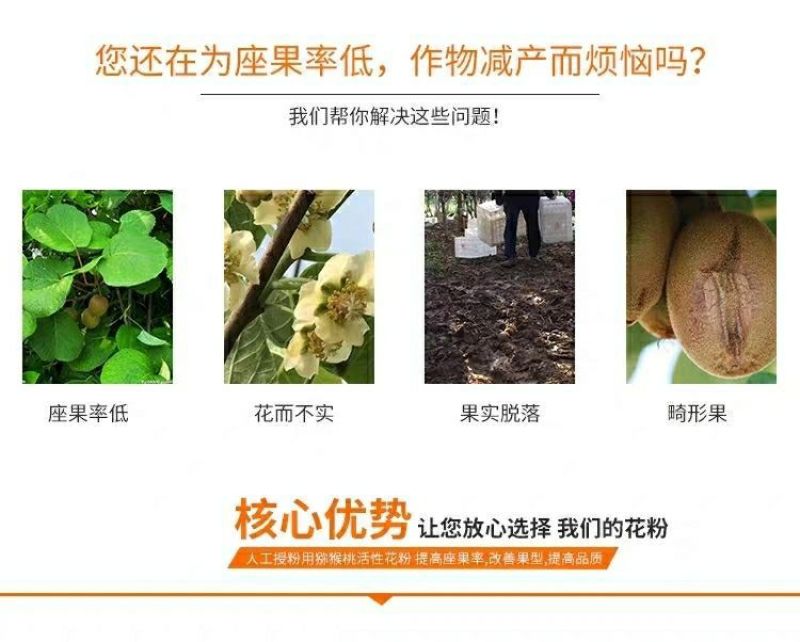 猕猴桃花粉雄花粉人工授粉活性红心猕猴桃公树花粉绿心花粉通