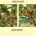 猕猴桃花粉雄花粉人工授粉活性红心猕猴桃公树花粉绿心花粉通