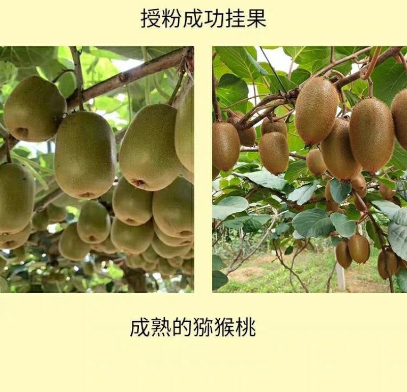 猕猴桃花粉雄花粉人工授粉活性红心猕猴桃公树花粉绿心花粉通
