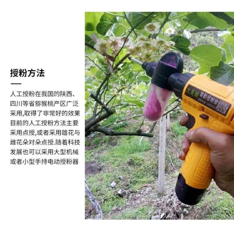 猕猴桃花粉雄花粉人工授粉活性红心猕猴桃公树花粉绿心花粉通