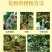 猕猴桃花粉雄花粉人工授粉活性红心猕猴桃公树花粉绿心花粉通