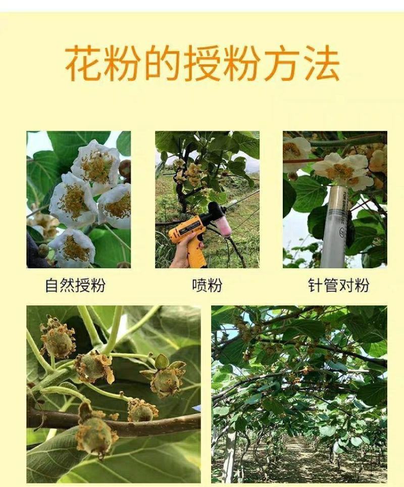 猕猴桃花粉雄花粉人工授粉活性红心猕猴桃公树花粉绿心花粉通