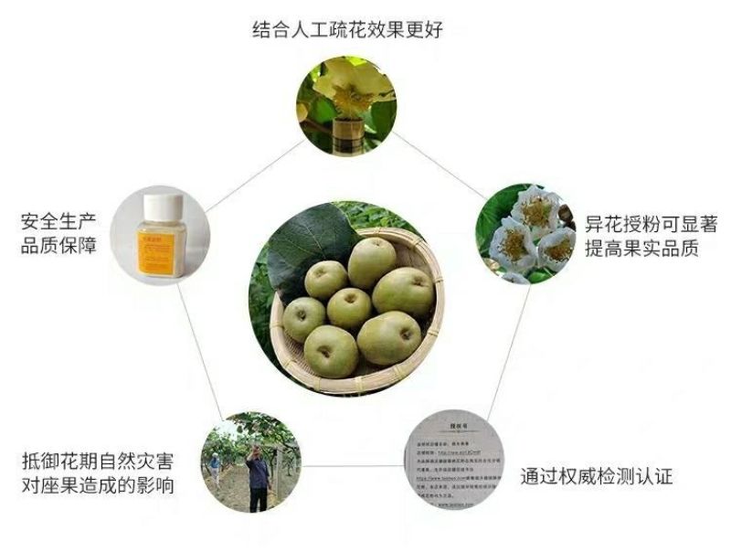 猕猴桃花粉雄花粉人工授粉活性红心猕猴桃公树花粉绿心花粉通