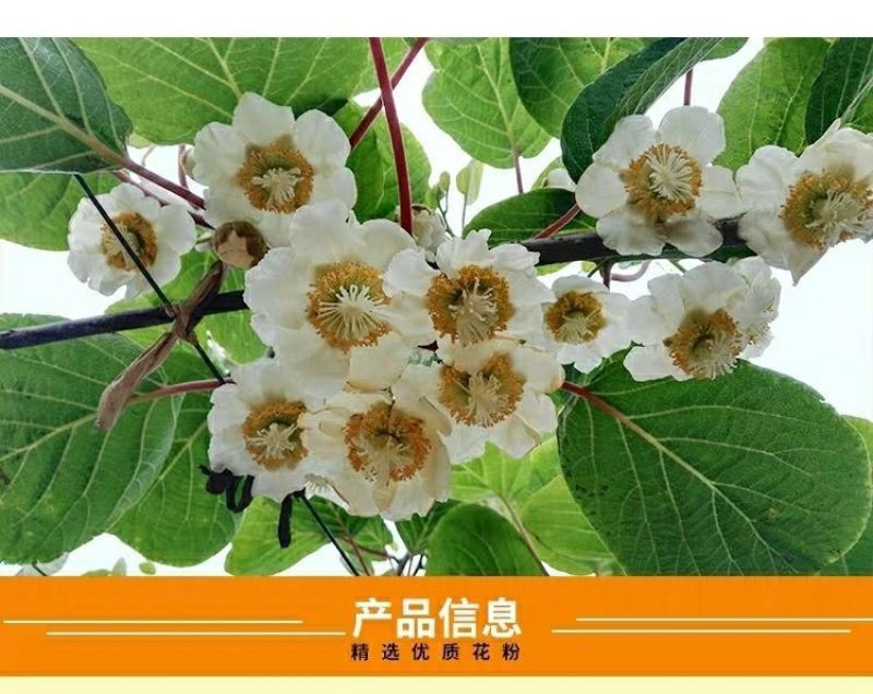 猕猴桃花粉雄花粉人工授粉活性红心猕猴桃公树花粉绿心花粉通