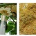 猕猴桃花粉雄花粉人工授粉活性红心猕猴桃公树花粉绿心花粉通