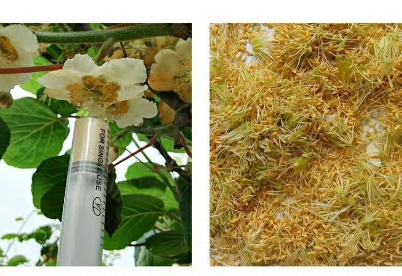 猕猴桃花粉雄花粉人工授粉活性红心猕猴桃公树花粉绿心花粉通