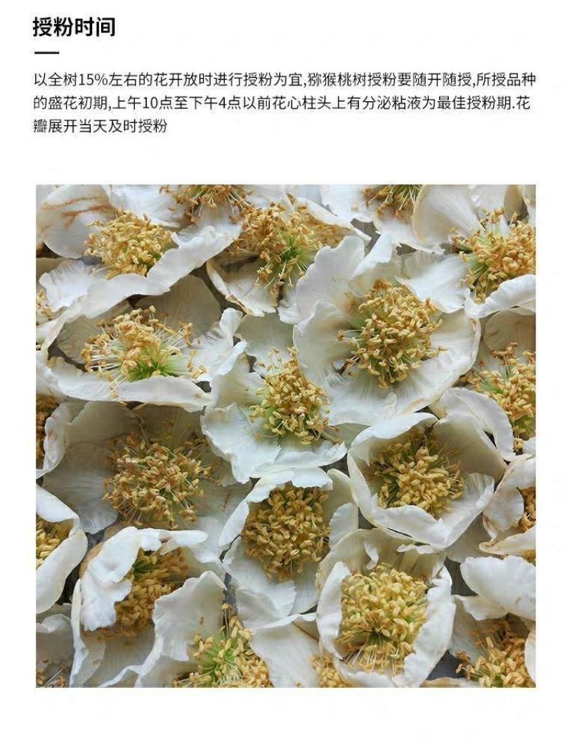 猕猴桃花粉雄花粉人工授粉活性红心猕猴桃公树花粉绿心花粉通