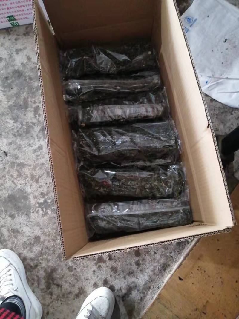 盐渍烘干裙带菜无沙口感好5斤箱装泡发率高非常实