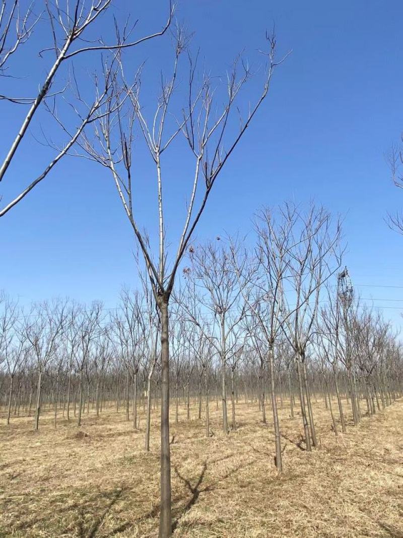 精品黄山栾10-15公分，高分支，1500亩开圃销售，