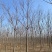 精品黄山栾10-15公分，高分支，1500亩开圃销售，