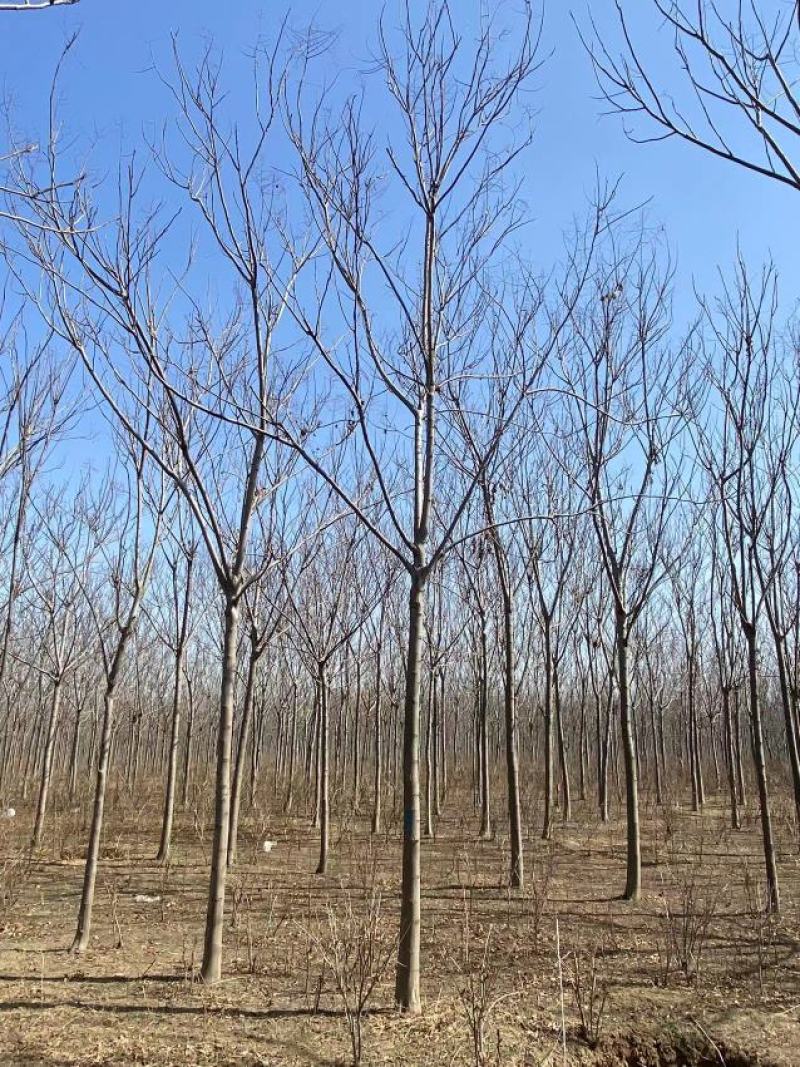 精品黄山栾10-15公分，高分支，1500亩开圃销售，
