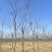 精品黄山栾10-15公分，高分支，1500亩开圃销售，