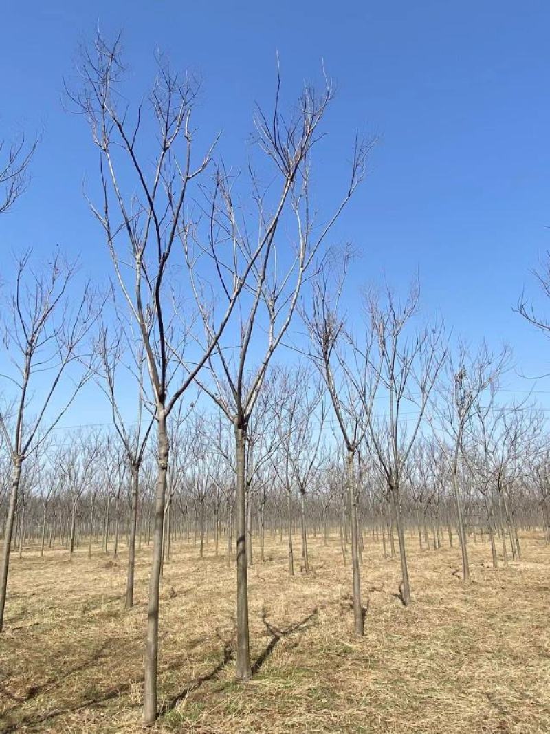 精品黄山栾10-15公分，高分支，1500亩开圃销售，