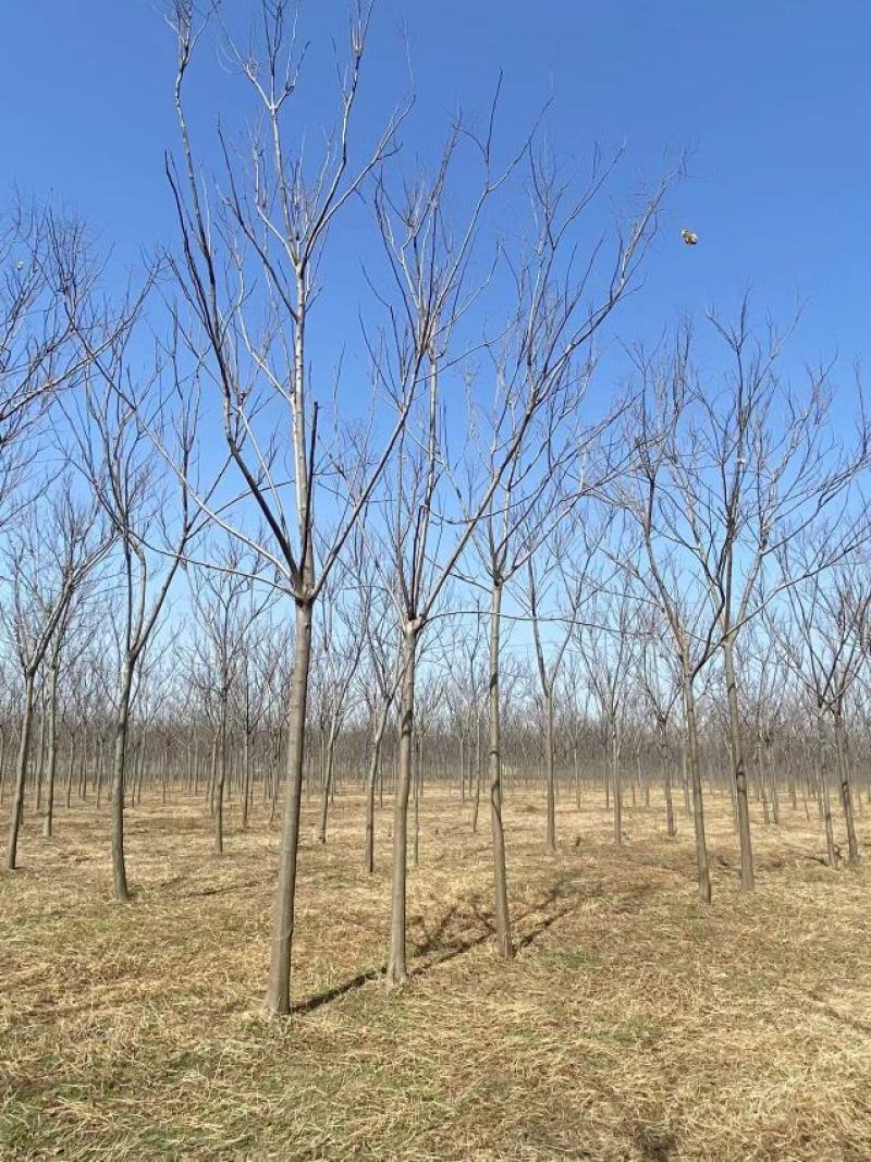 精品黄山栾10-15公分，高分支，1500亩开圃销售，
