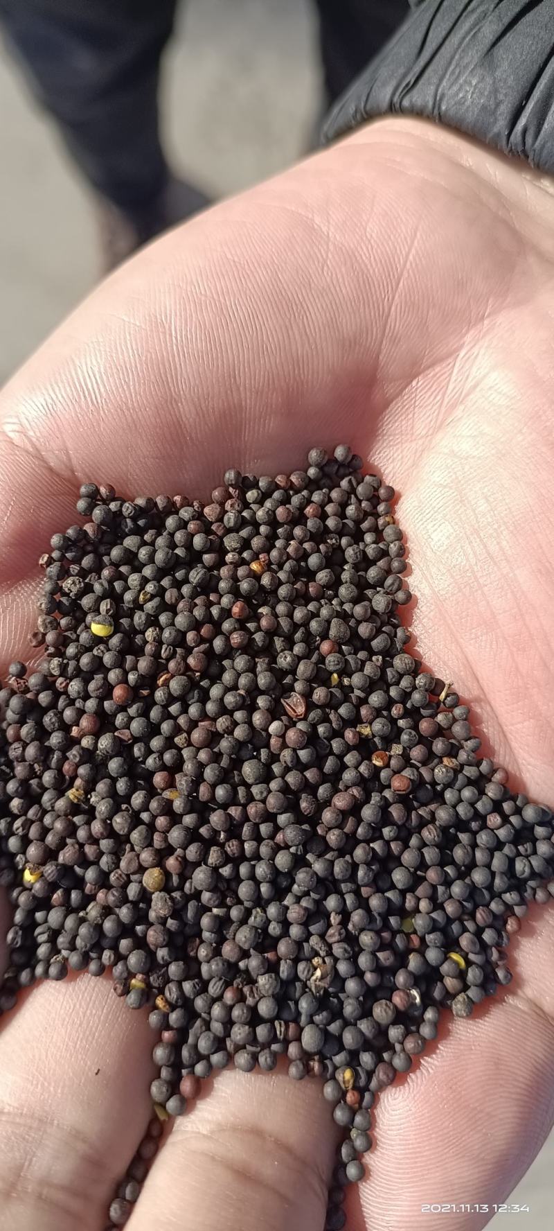 油菜籽大量出货中，每天可以出几百吨，春菜籽含油41