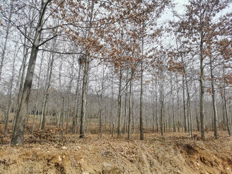 欧洲红橡15公分