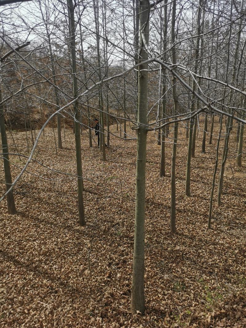 欧洲红橡15公分