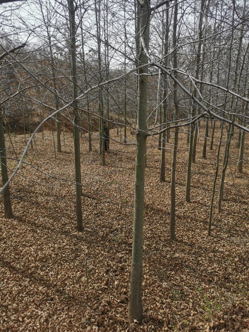 欧洲红橡15公分