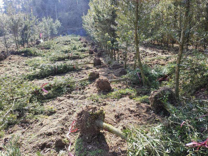 地径6-8罗汉松(未造型或轻度造型树)低价出售