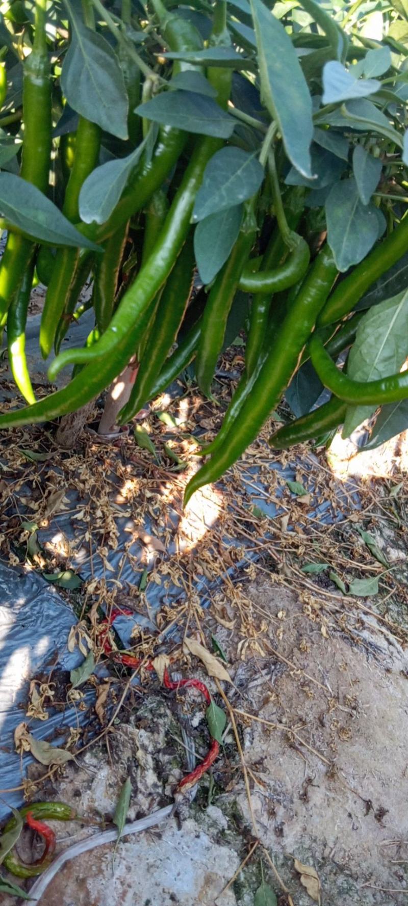 3号线椒，量不多价格合理，需要的老板电话联系，