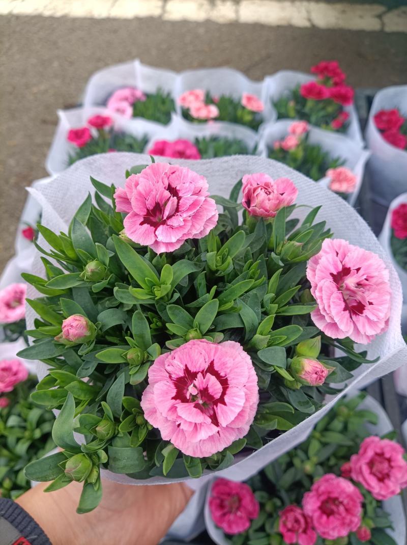 康乃馨/进口草炭土培植基地直发/颜色齐全品相优量大从优