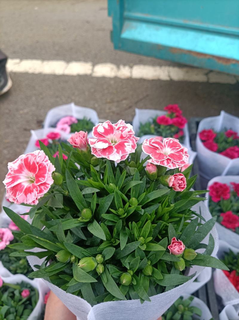 康乃馨/进口草炭土培植基地直发/颜色齐全品相优量大从优