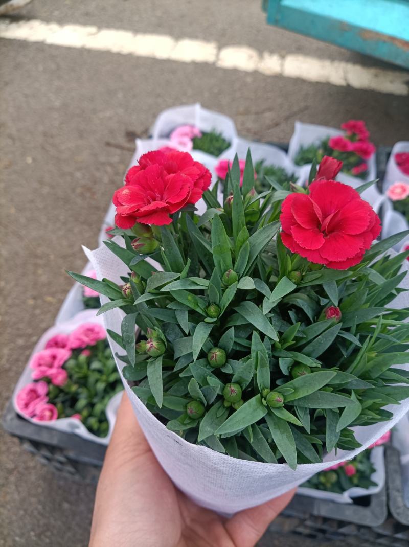 康乃馨/进口草炭土培植基地直发/颜色齐全品相优量大从优